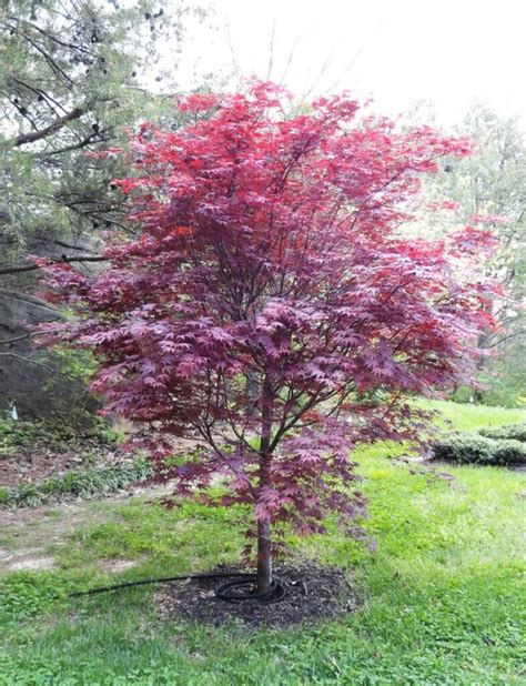 bloodgood japanese maples for sale near me